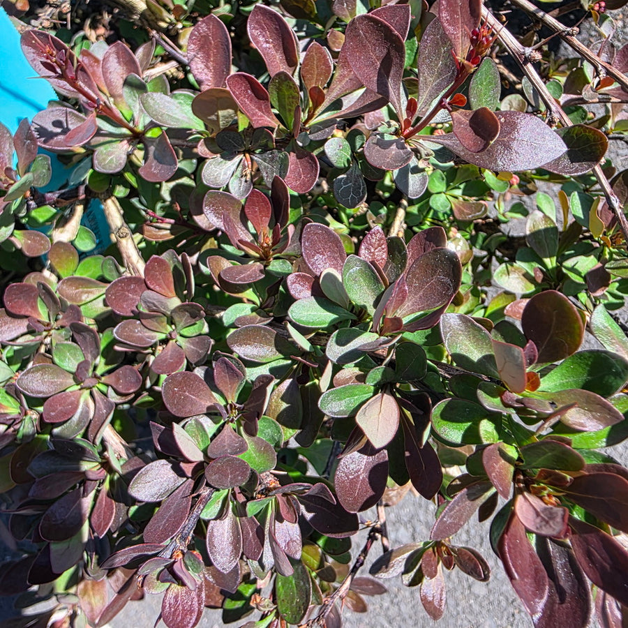 WorryFree® Crimson Cutie® Barberry