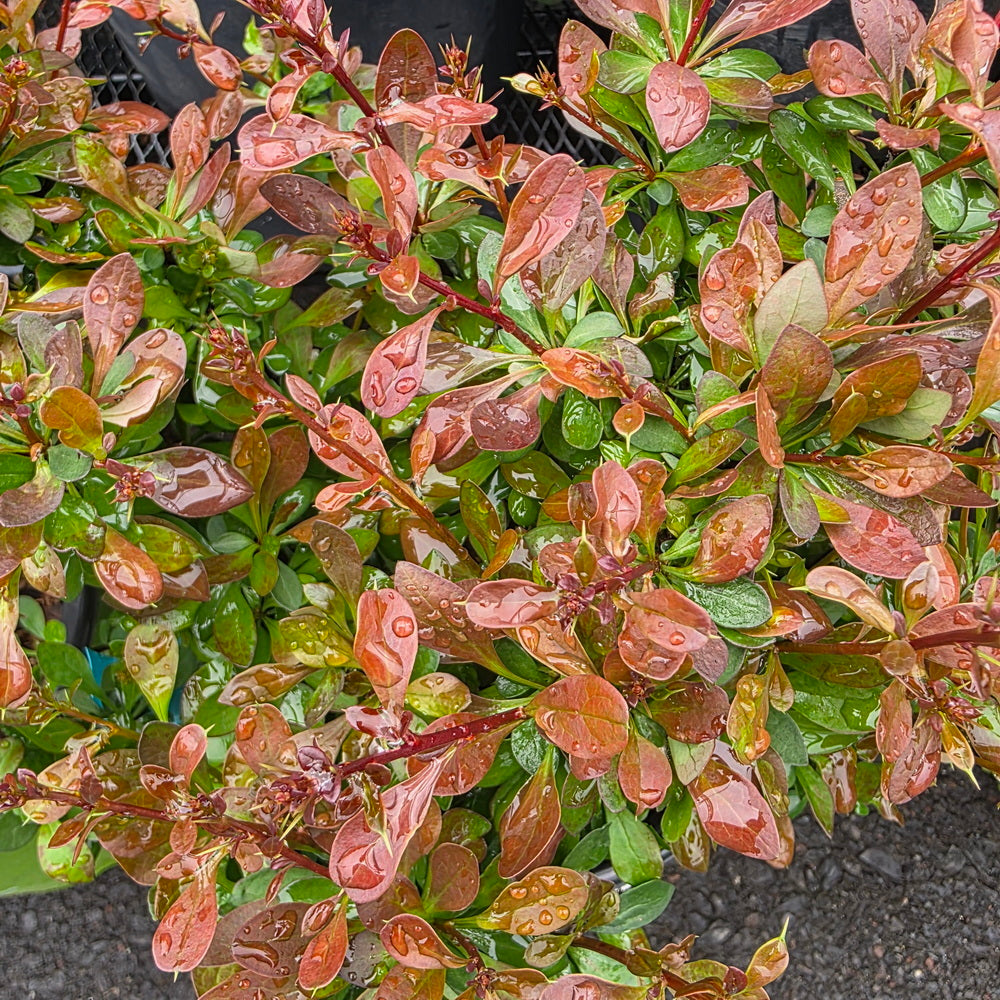 WorryFree® Crimson Cutie® Barberry