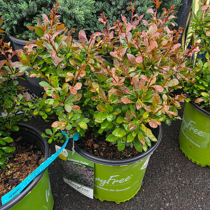 WorryFree® Crimson Cutie® Barberry