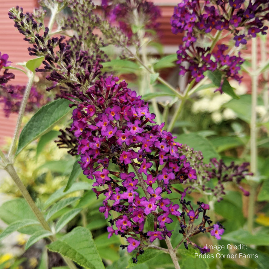 Monarch® Dark Dynasty Butterfly Bush