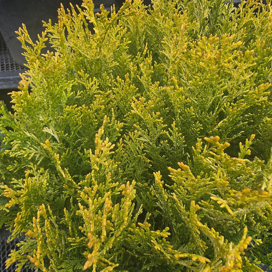 Night Light™ Hinoki False Cypress