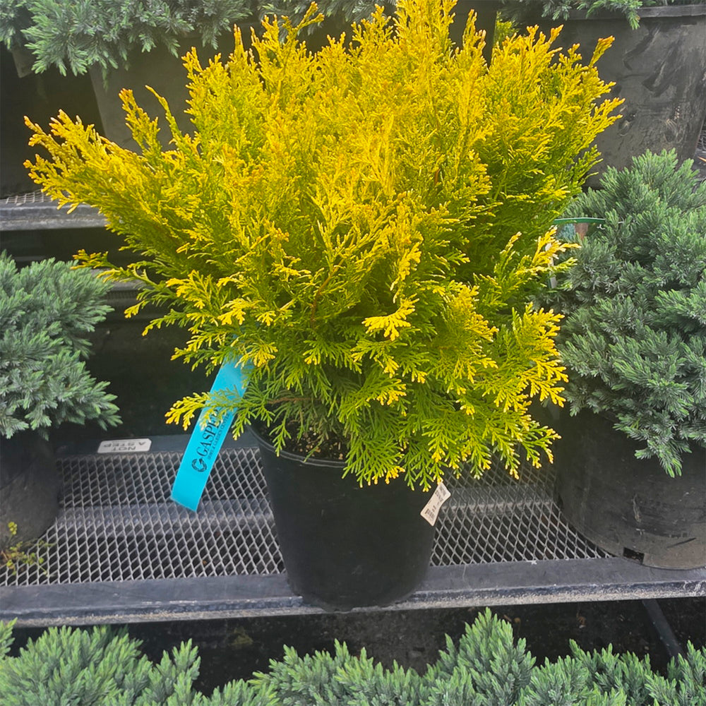 Night Light™ Hinoki False Cypress