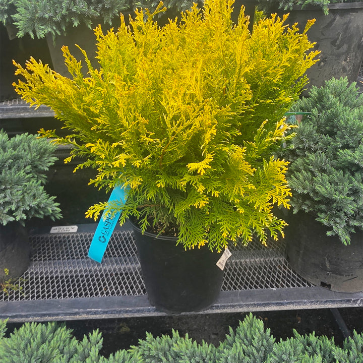 Night Light™ Hinoki False Cypress