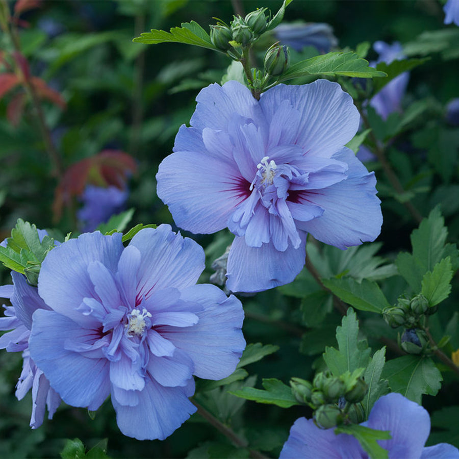 Blue Chiffon® Rose of Sharon - Tree Form