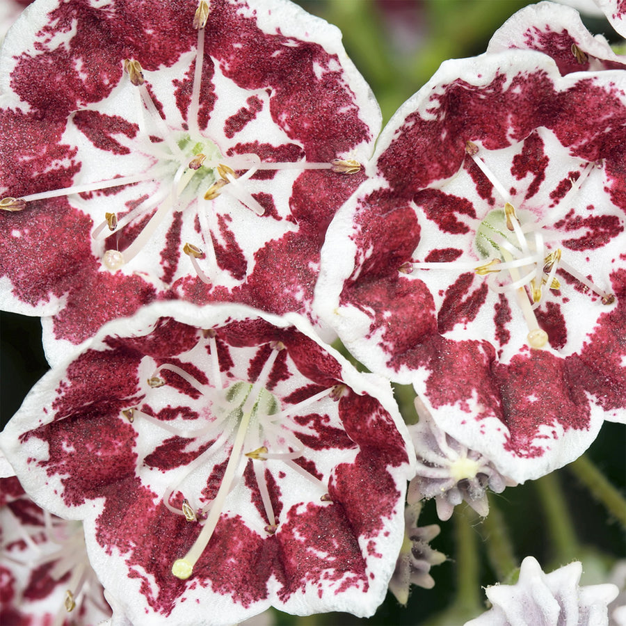 Galaxy Mountain Laurel