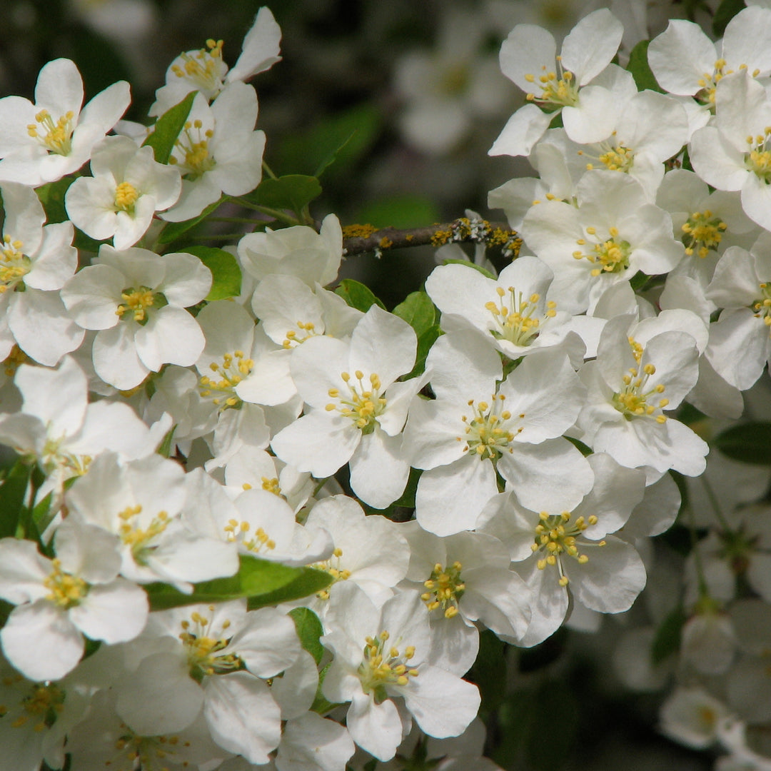 LOLLIPOP® Flowering Crabapple