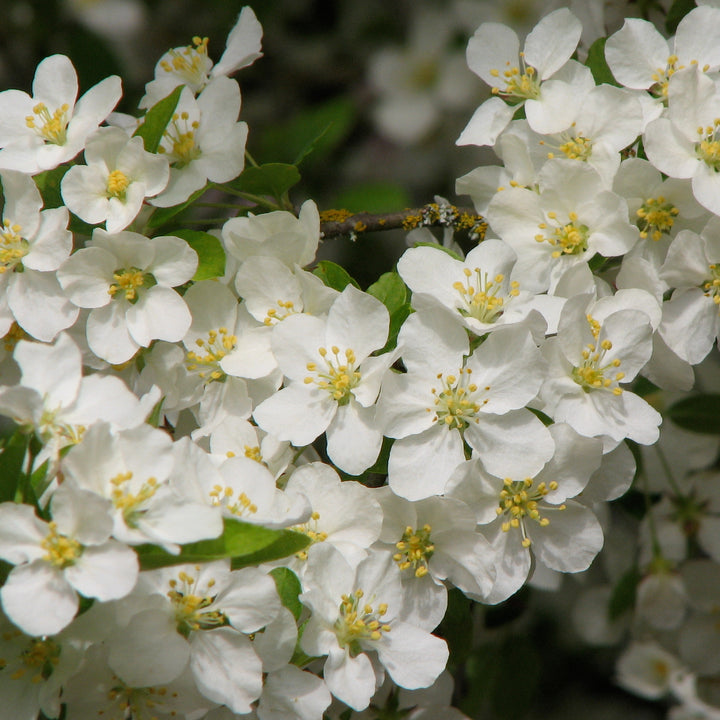 LOLLIPOP® Flowering Crabapple