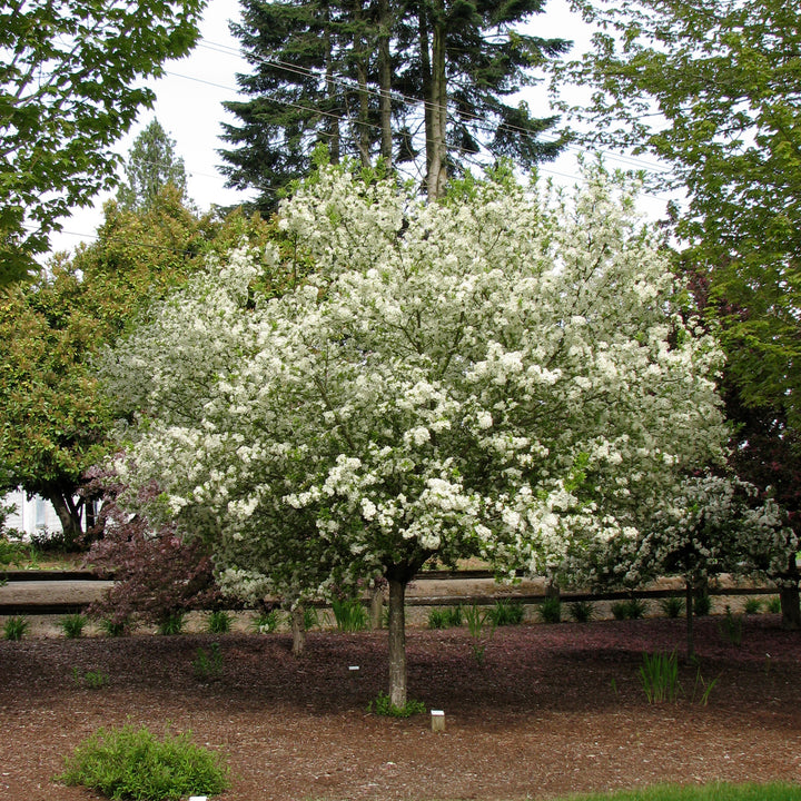 LOLLIPOP® Flowering Crabapple