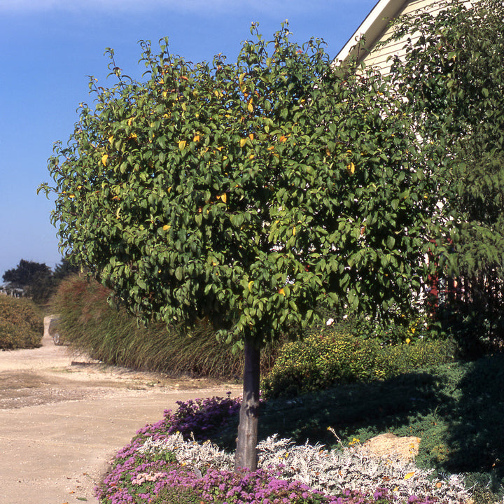 LOLLIPOP® Flowering Crabapple