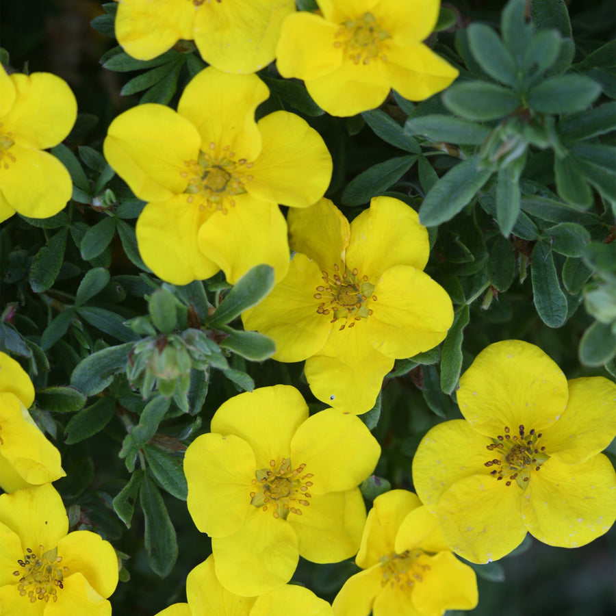 Happy Face® Yellow Potentilla