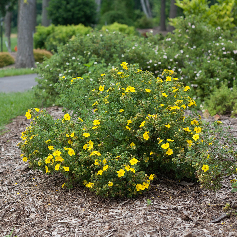 Happy Face® Yellow Potentilla