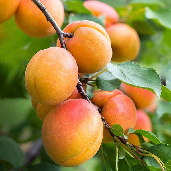 Goldstrike Apricot