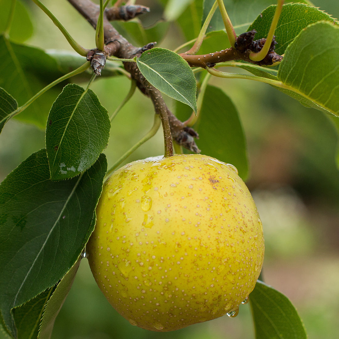 Tawara Pear