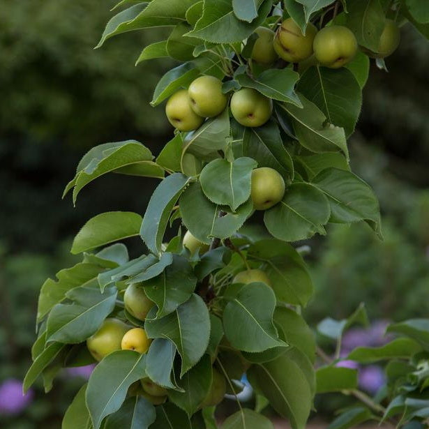 Tawara Pear