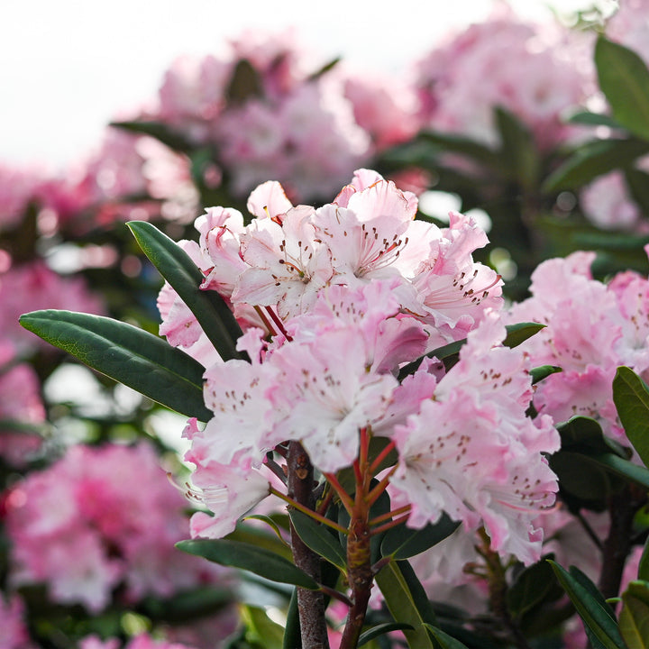 Dandy Man Color Wheel® Rhododendron
