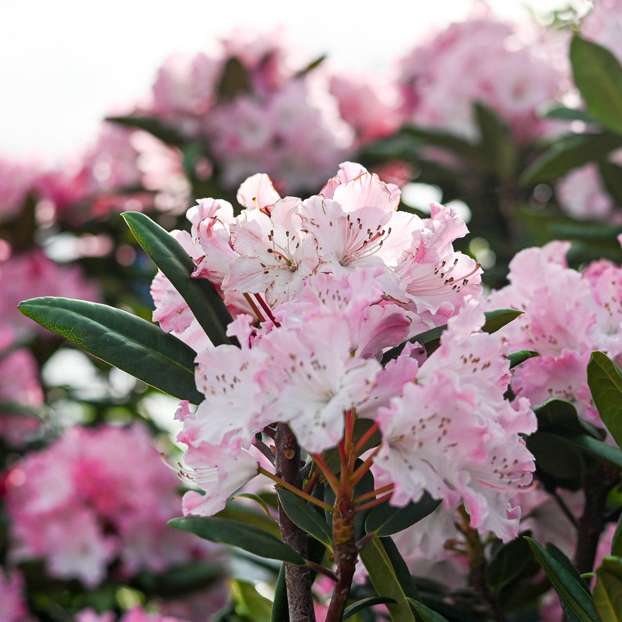 Dandy Man Color Wheel® Rhododendron