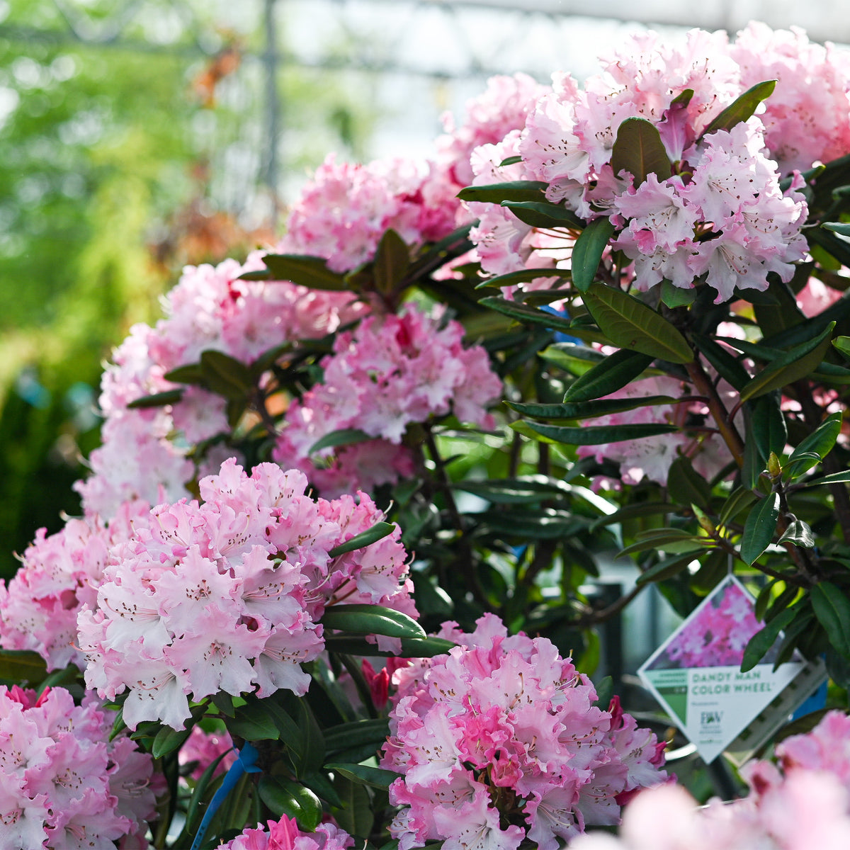 Dandy Rhododendrum Dandy Man Color Wheel® Rhododendron – Gasper Home & Garden