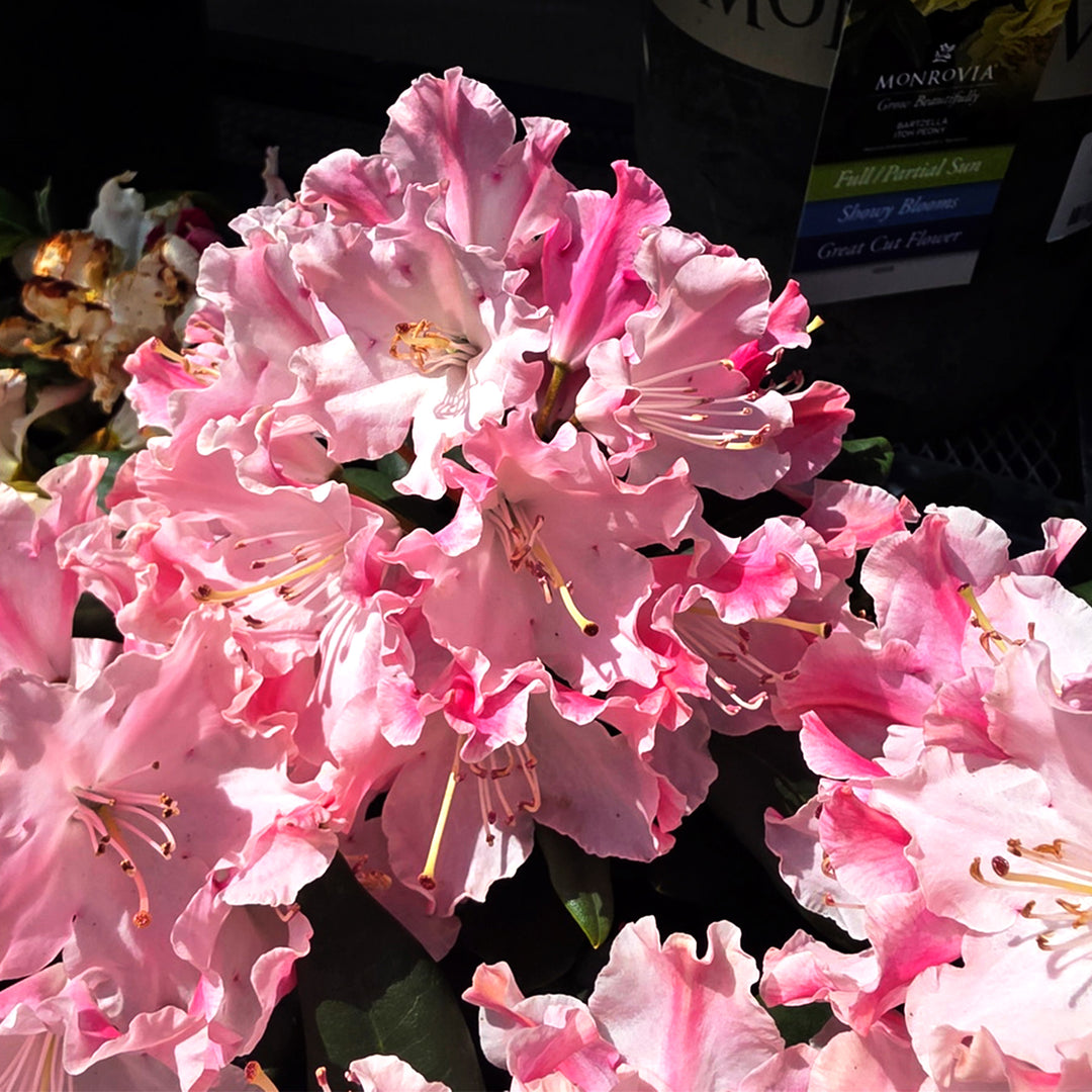 Dandy Man Color Wheel® Rhododendron