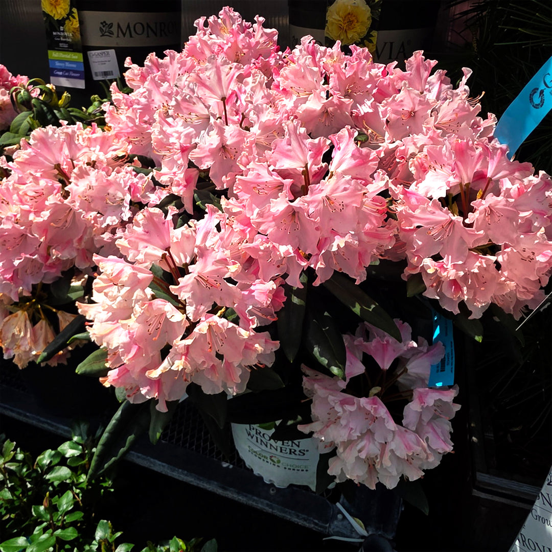 Dandy Rhododendrum Dandy Man Color Wheel® Rhododendron – Gasper Home & Garden