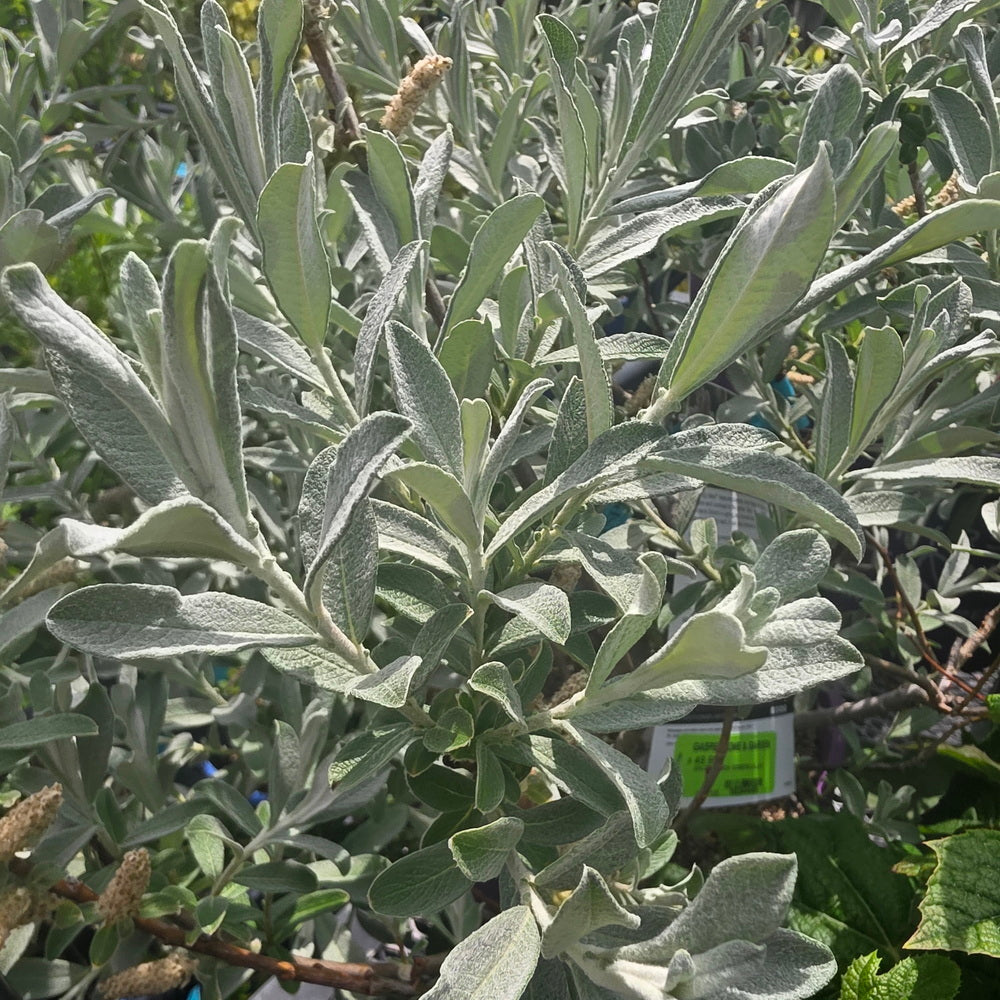 Iceberg Alley® Sageleaf Willow