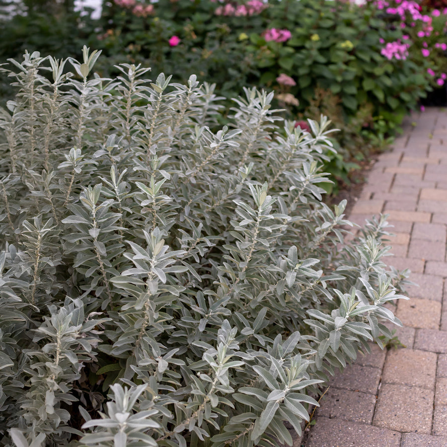 Iceberg Alley® Sageleaf Willow