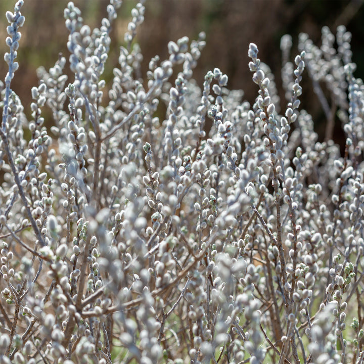 Iceberg Alley® Sageleaf Willow