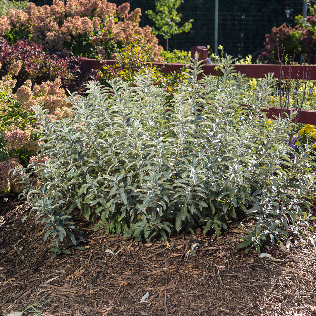 Iceberg Alley® Sageleaf Willow