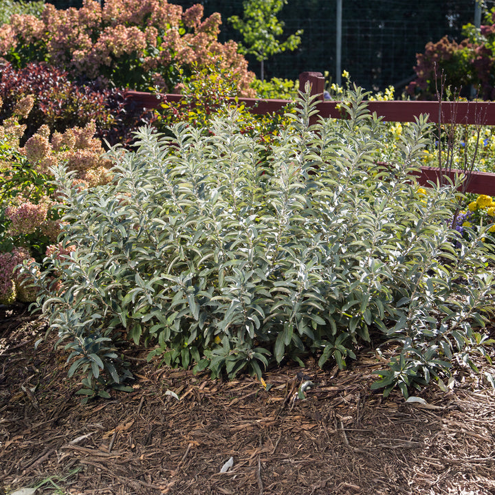 Iceberg Alley® Sageleaf Willow