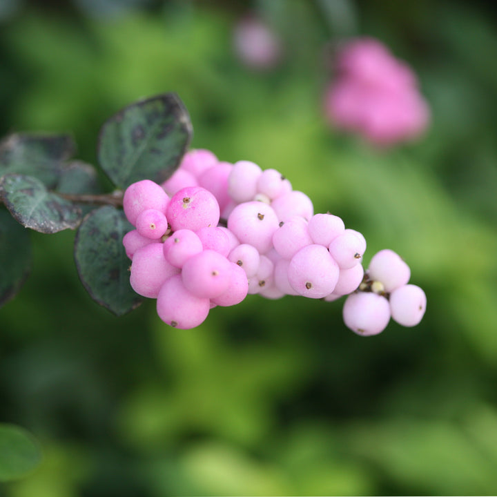 Proud Berry® Coral Berry