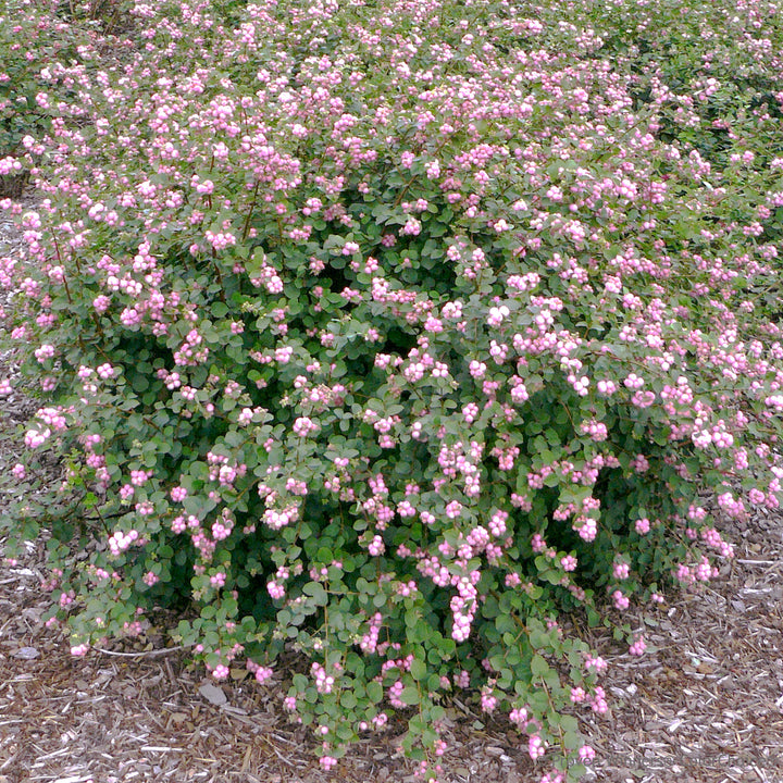 Proud Berry® Coral Berry