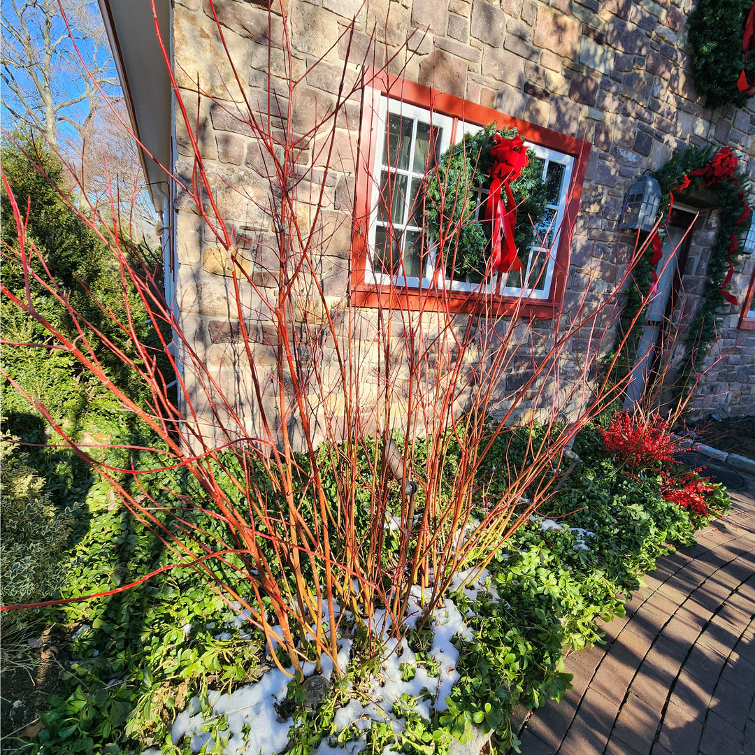 Cardinal Red-Twig Dogwood