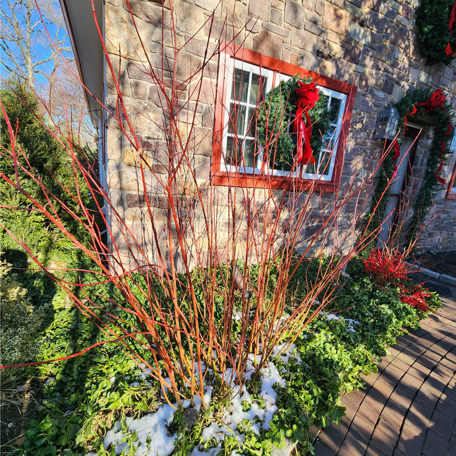 Cardinal Red-Twig Dogwood