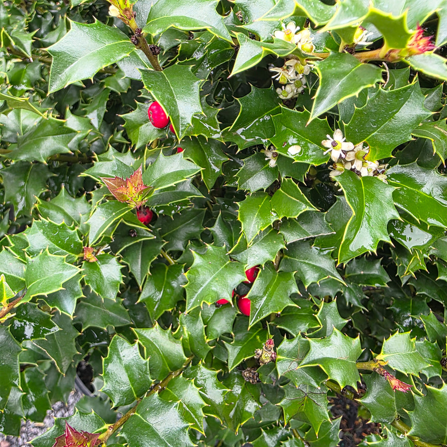 Red Beauty Holly