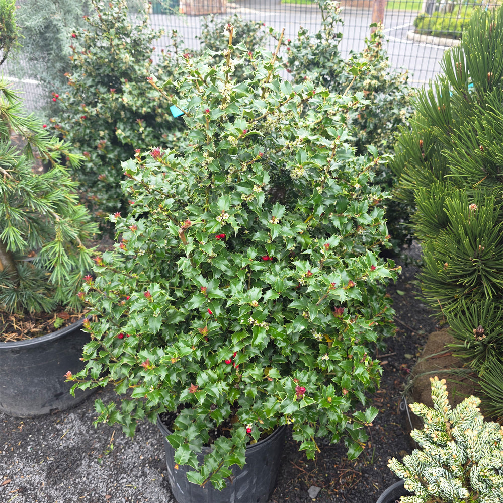 Red Beauty Holly