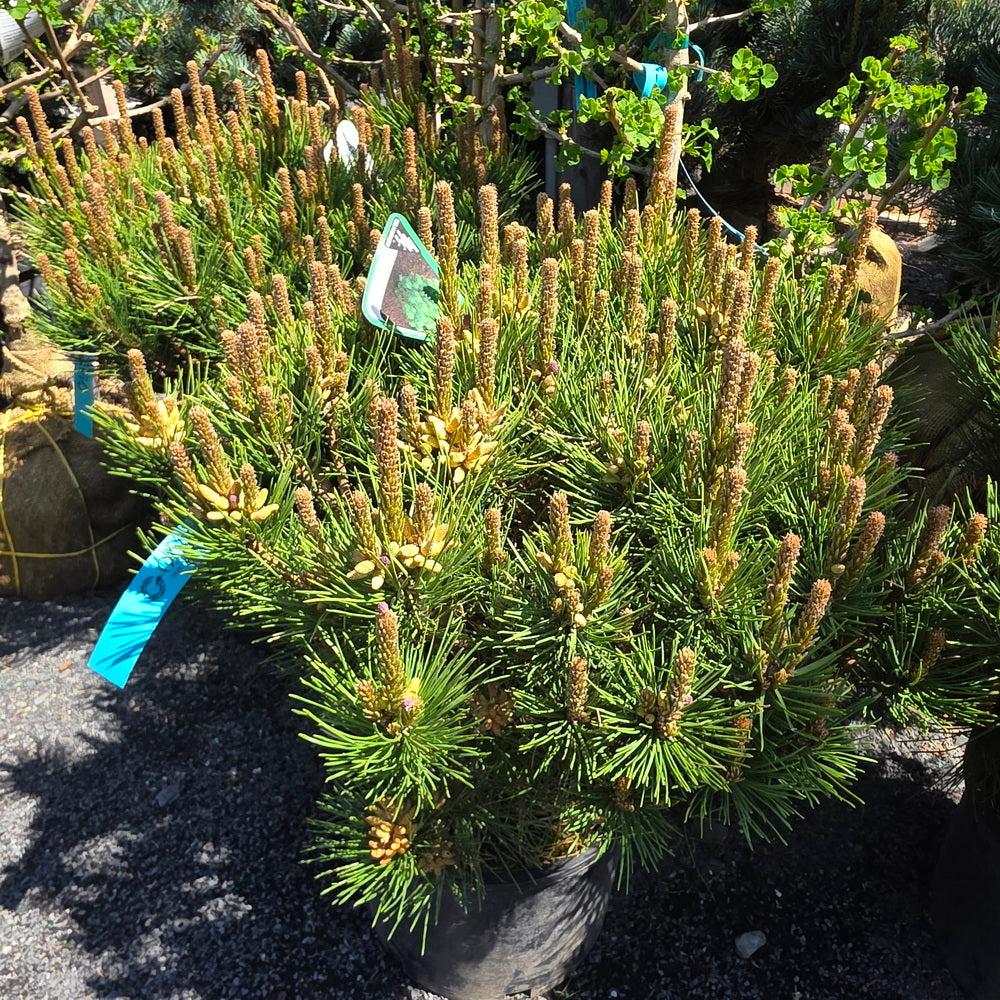 Globe Japanese Red Pine