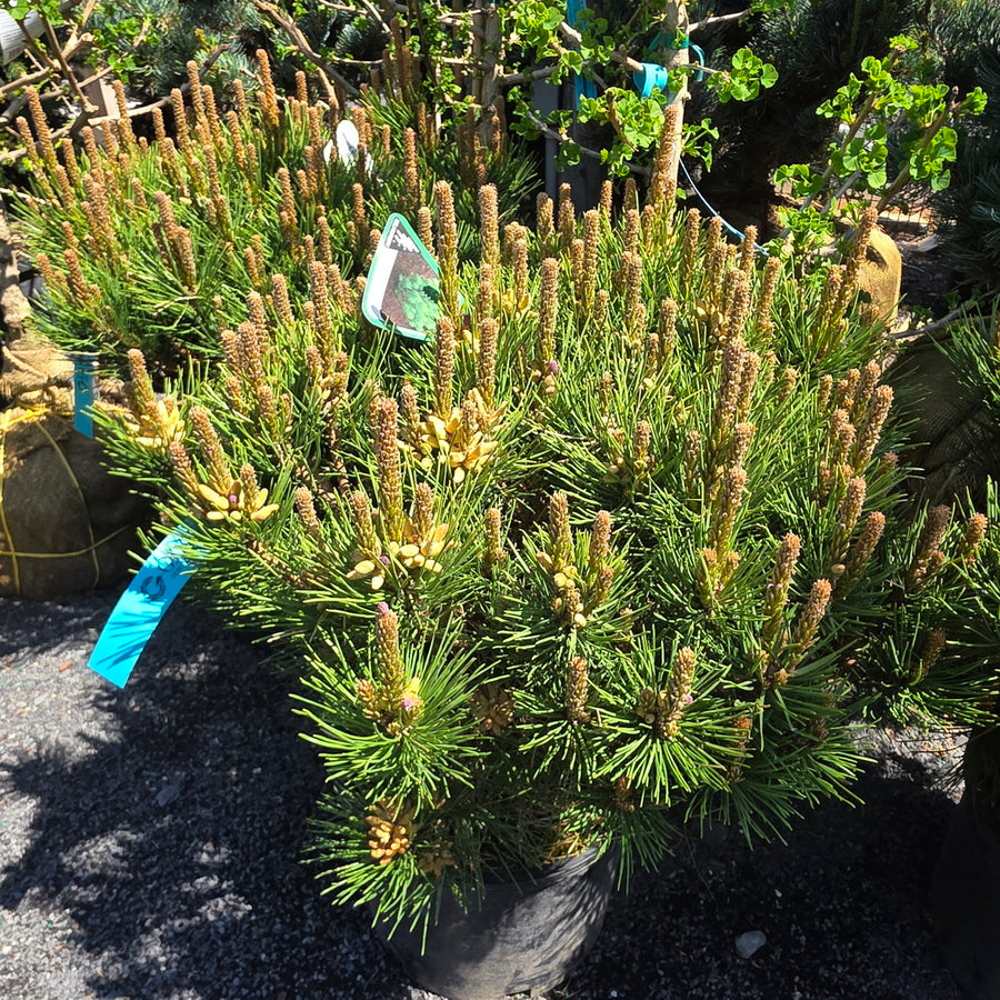 Globe Japanese Red Pine