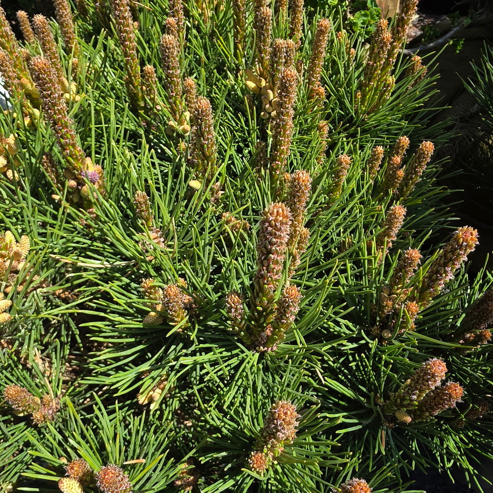 Globe Japanese Red Pine