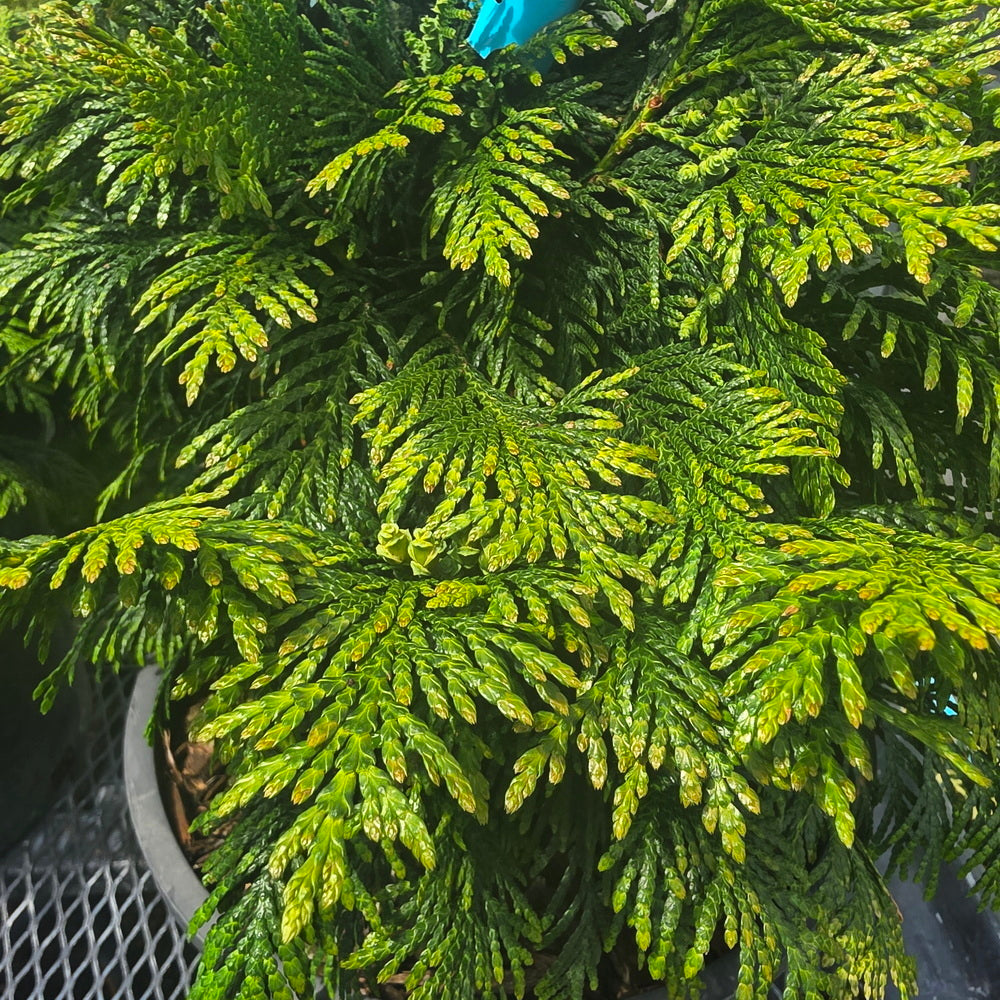 Grune Kugel Western Red Cedar