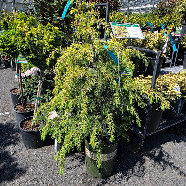 Feelin' Sunny® Deodar Cedar