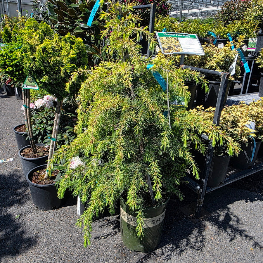 Feelin' Sunny® Deodar Cedar