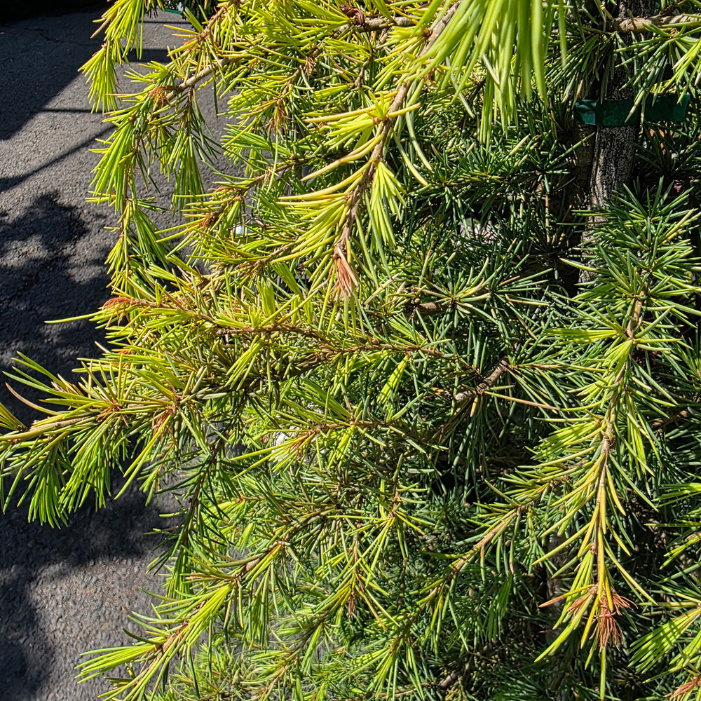 Feelin' Sunny® Deodar Cedar
