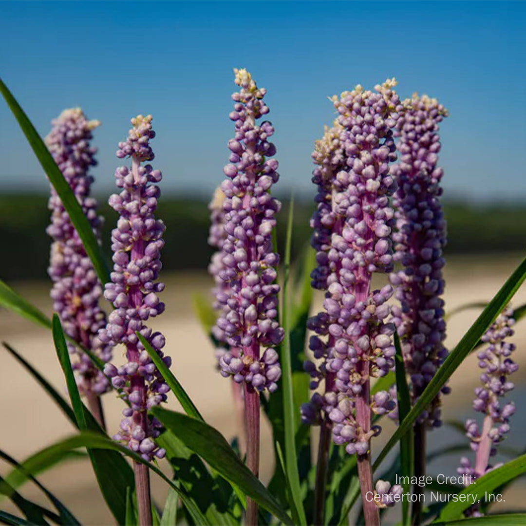 Purple Explosion Lily Turf