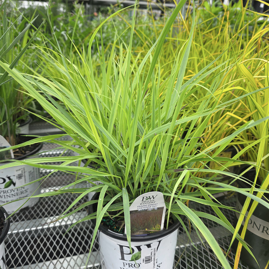 Cheyenne Sky Switch Grass