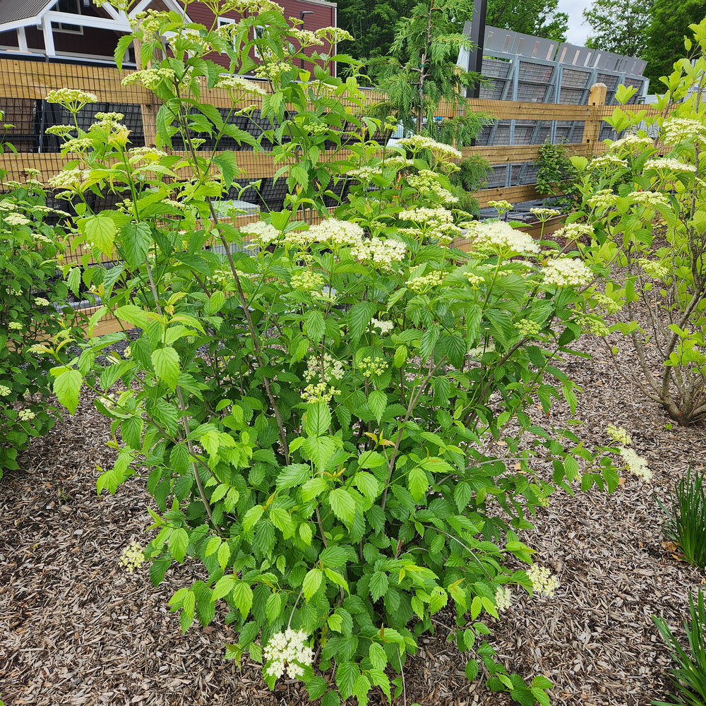 Blue Muffin® Arrowwood Viburnum
