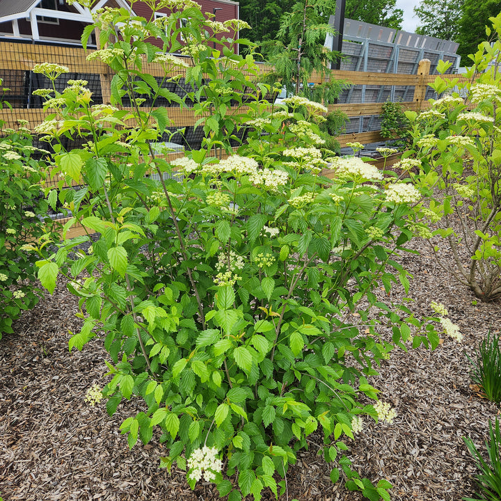 Blue Muffin® Arrowwood Viburnum