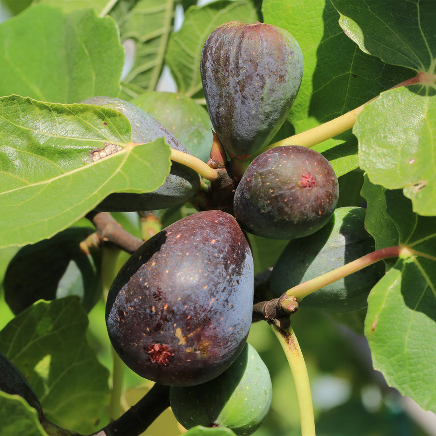 Black Italian Fig