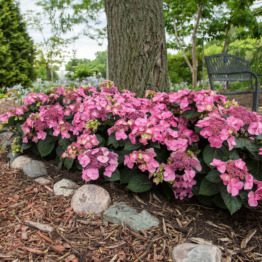Endless Summer® Pop Star® Hydrangea