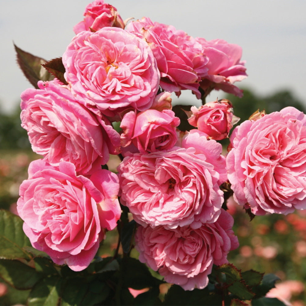 Parfuma® Summer Romance™ Rose