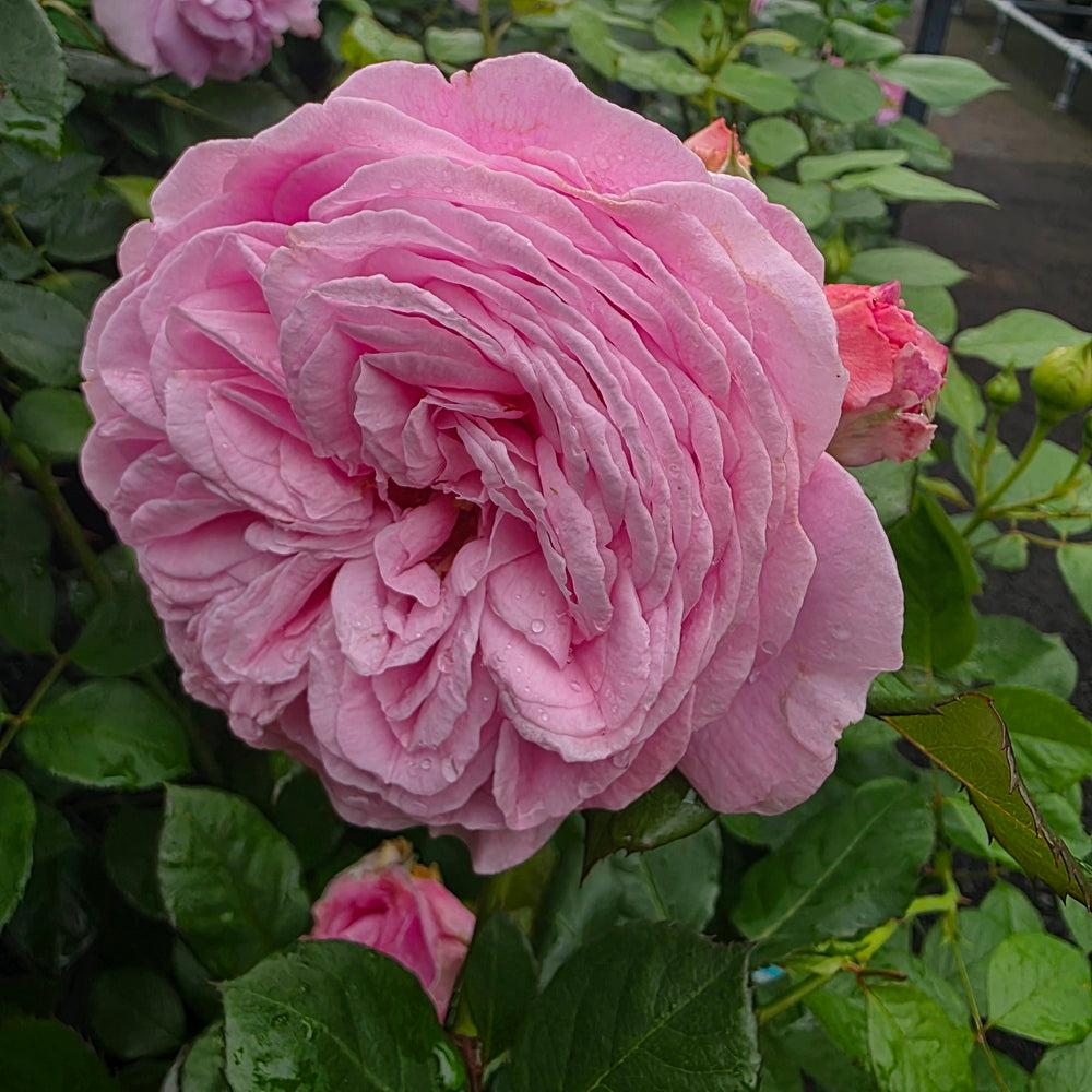 Parfuma® Summer Romance™ Rose