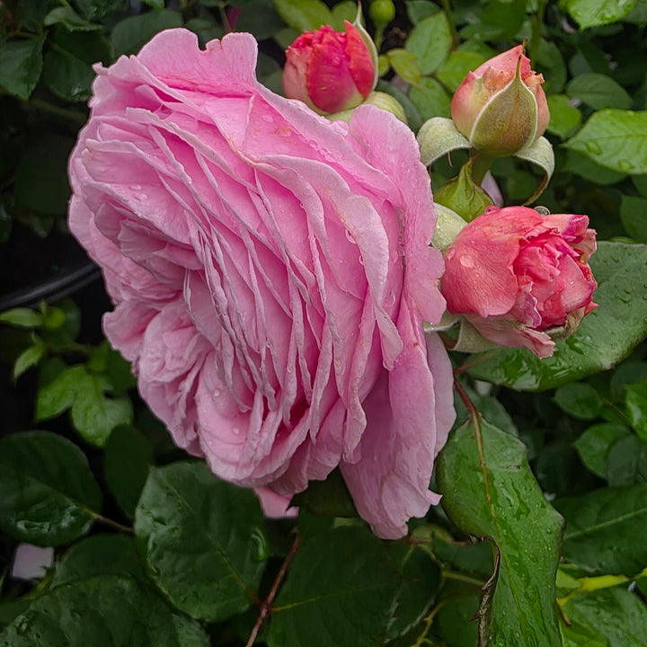 Parfuma® Summer Romance™ Rose